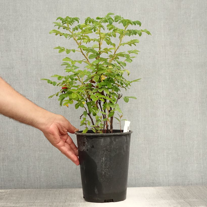 Esemplare di Rosa rugosa Alba Vaso da 3L/4L consegnato in estate