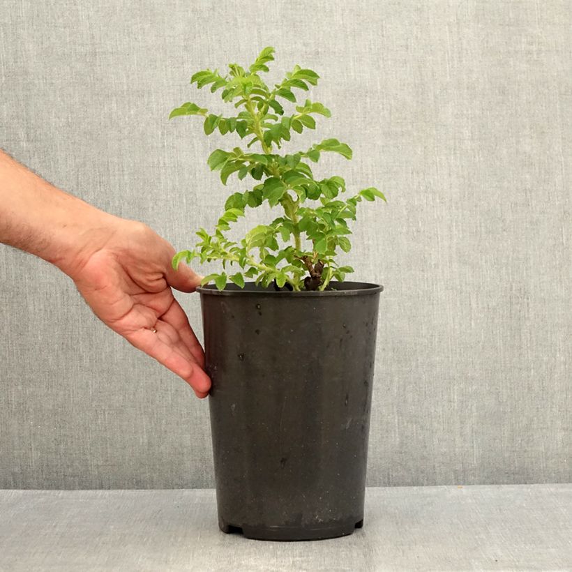 Esemplare di Rosa rugosa Blanc Double de Coubert Vaso da 4L/5L consegnato in estate