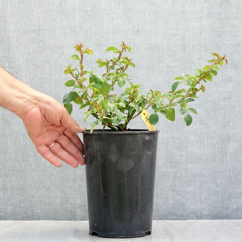 Esemplare di Rosa rugosa Hansa Vaso da 4L/5L consegnato in estate