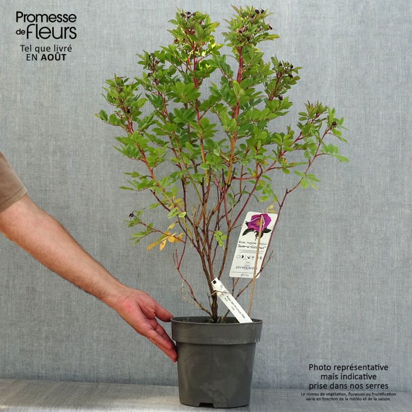 Esemplare di Rosa rugosa Jam-a-licious Vaso da 4L/5L consegnato in estate