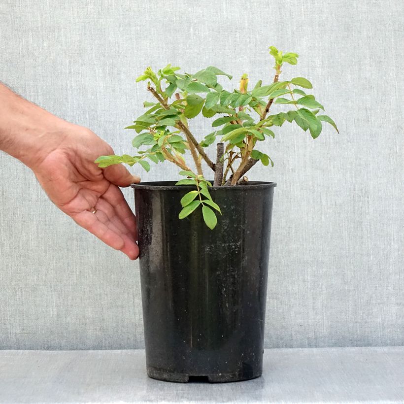 Esemplare di Rosa rugosa Roseraie de l'Haÿ Vaso da 3L/4L consegnato in estate