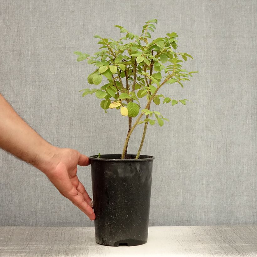 Esemplare di Rosa rugosa Vaso da 2L/3L consegnato in estate