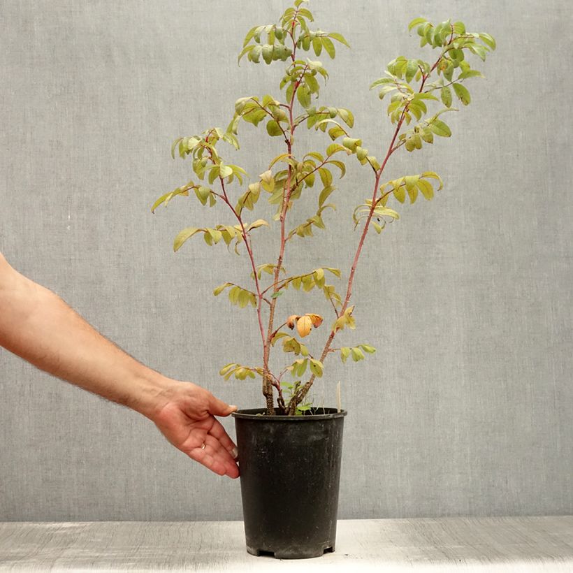 Esemplare di Rosa rugosa Thérèse Bugnet Vaso da 4L/5L consegnato in estate