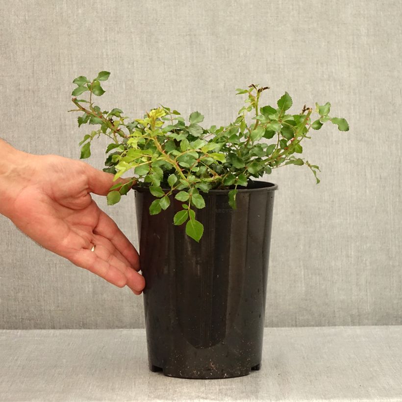 Esemplare di Rosa polyantha Toscana / Gärtnerfreude Vaso da 3L/4L consegnato in estate