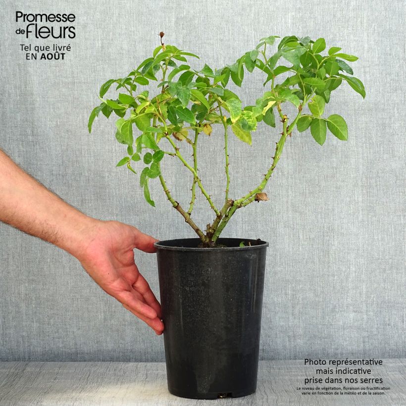 Esemplare di Rosa persica See You In Red Vaso da 4L/5L consegnato in estate