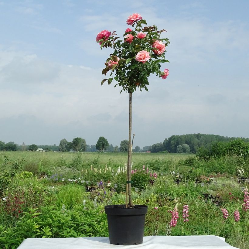 Rosa ad alberello Botticelli (Porto)