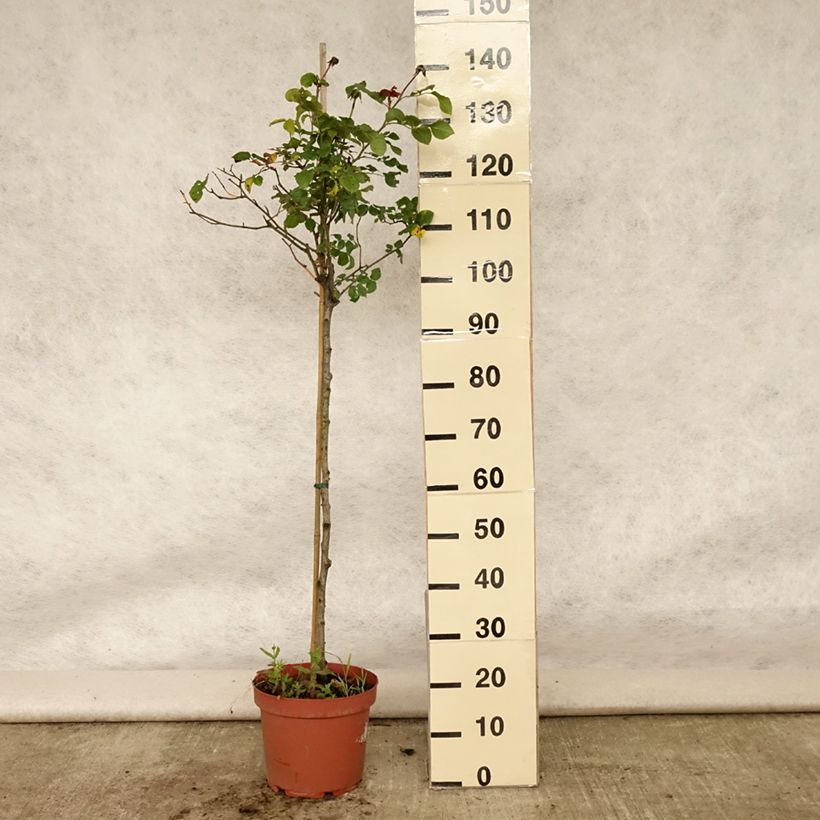 Esemplare di Rosa ad alberello David Austin Gabriel Oak Vaso da 4L/5L consegnato in estate