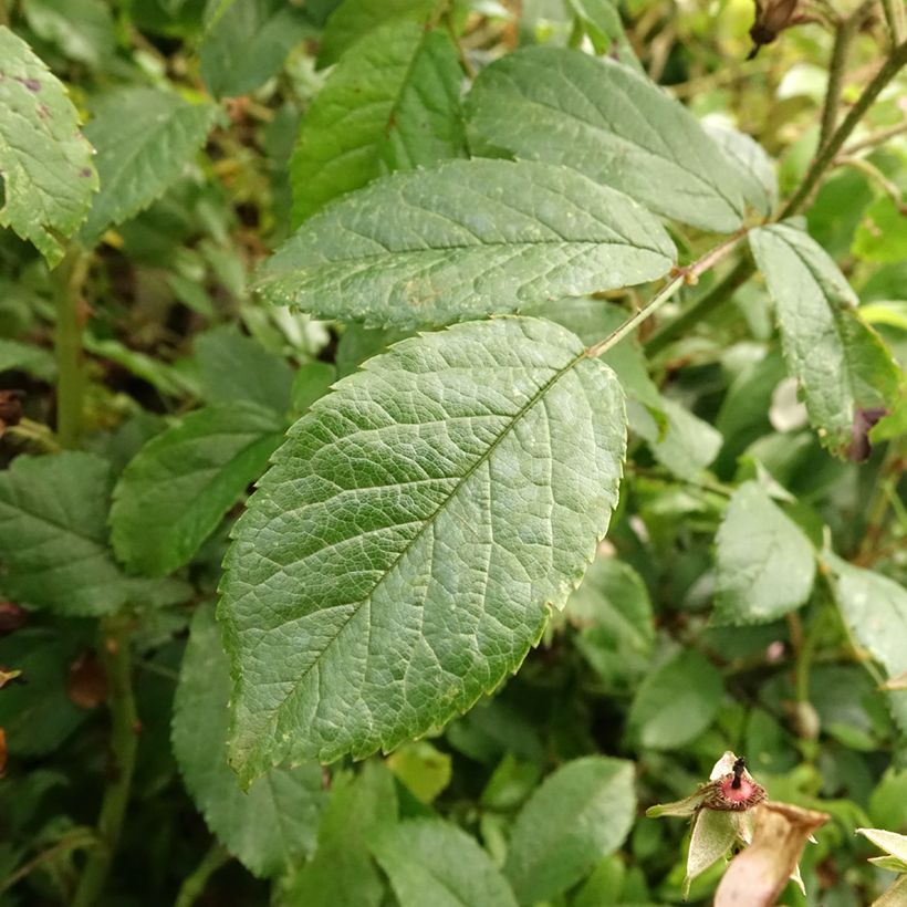 Rosa ad alberello Ballerina (Fogliame)
