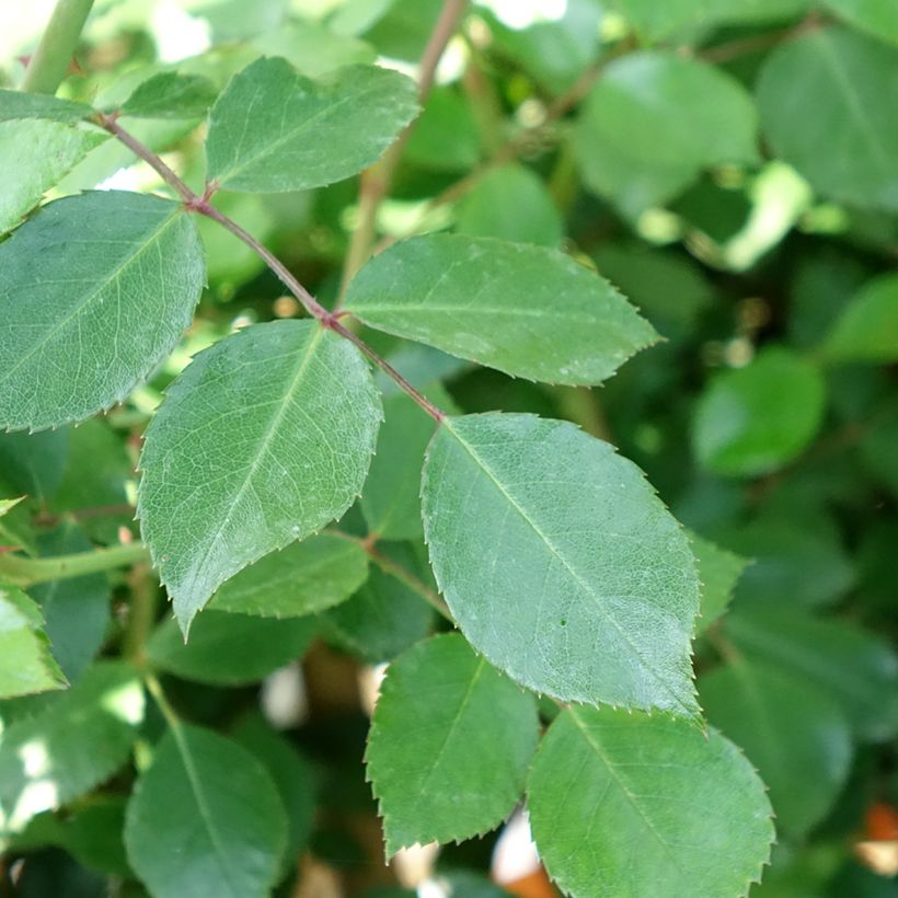 Rosa ad alberello Bonica (Fogliame)