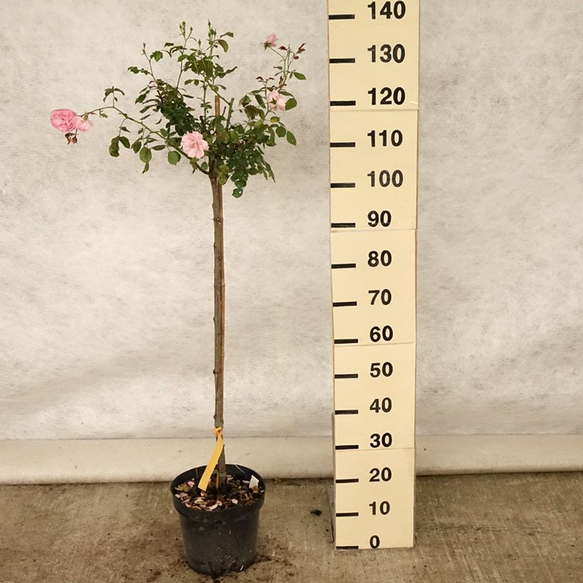 Esemplare di Rosa ad alberello Bonica Vaso da 7,5L/10L consegnato in estate