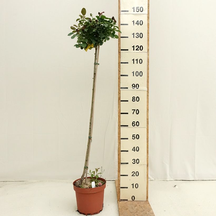 Esemplare di Rosa ad alberello Côté jardin Vaso da 7,5L/10L consegnato in estate