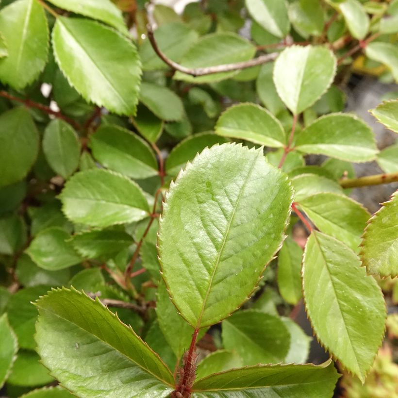 Rosa ad alberello Côté jardin (Fogliame)