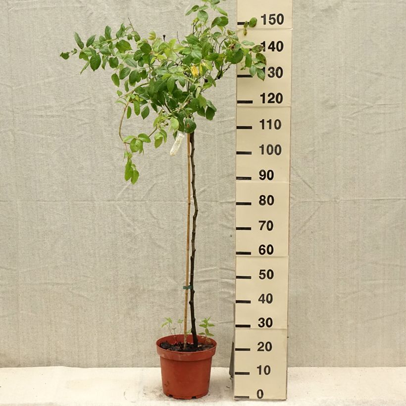Esemplare di Rosa ad alberello David Austin Claire Austin Vaso da 7,5L/10L consegnato in estate