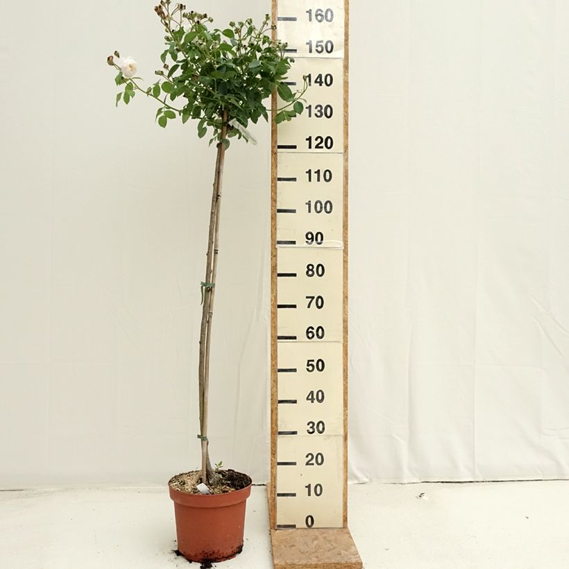 Esemplare di Rosa ad alberello David Austin Desdemona Vaso da 7,5L/10L consegnato in estate