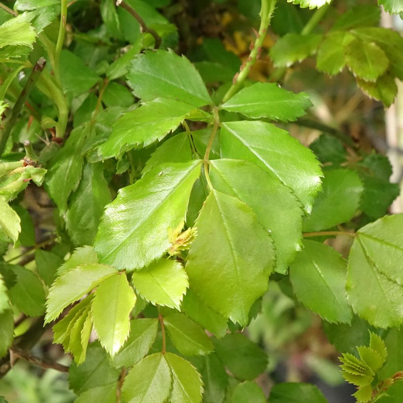 Rosa ad alberello Celina (Fogliame)