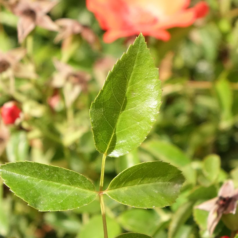 Rosa ad alberello Isalia (Fogliame)