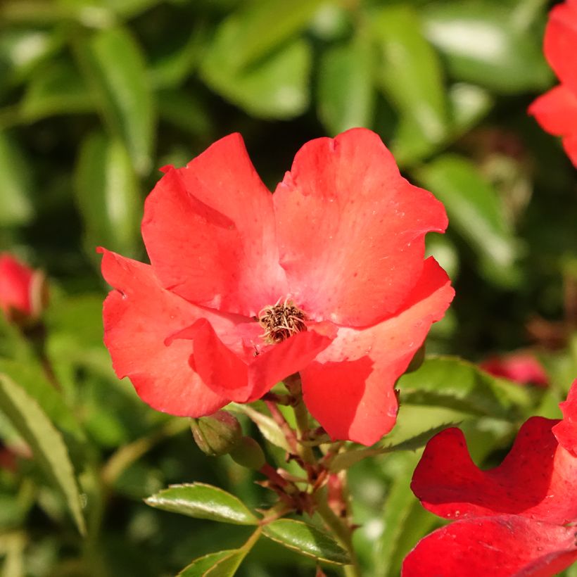 Rosa ad alberello Isalia (Fioritura)