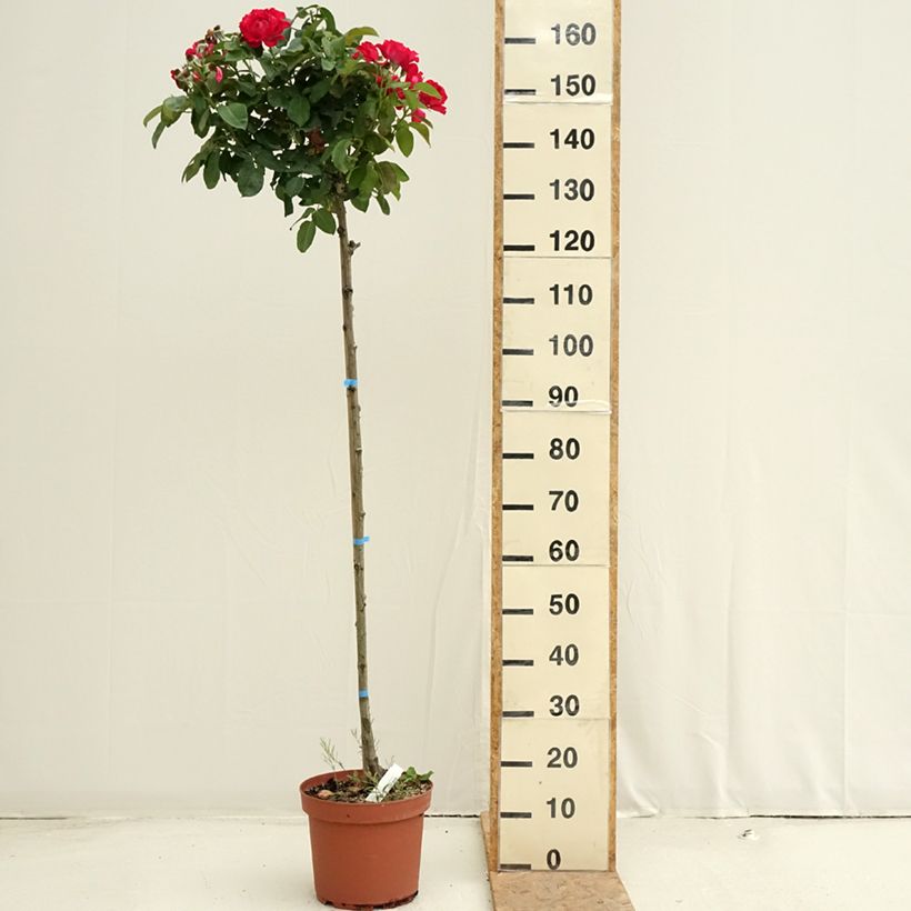 Esemplare di Rosa ad alberello Dominica Intercomdoor Vaso da 7,5L/10L consegnato in estate