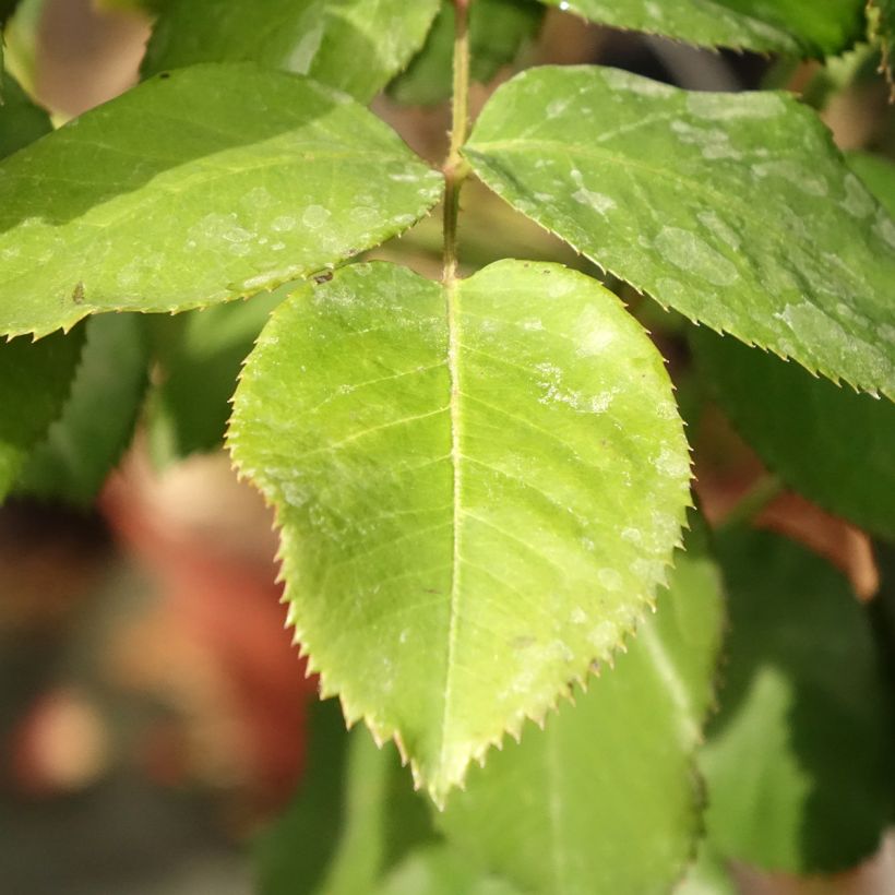 Rosa ad alberello Dominica Intercomdoor (Fogliame)
