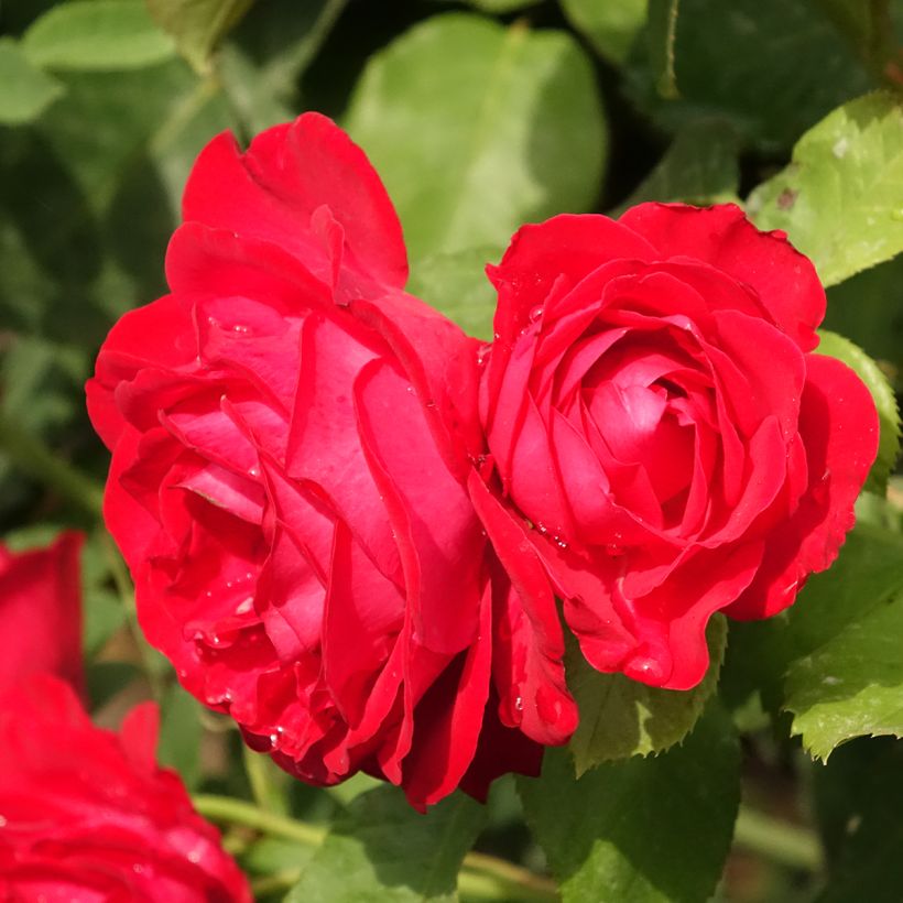Rosa ad alberello Dominica Intercomdoor (Fioritura)