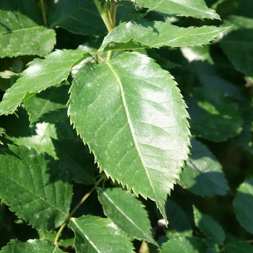 Rosa ad alberello Friesia Koresia (Fogliame)