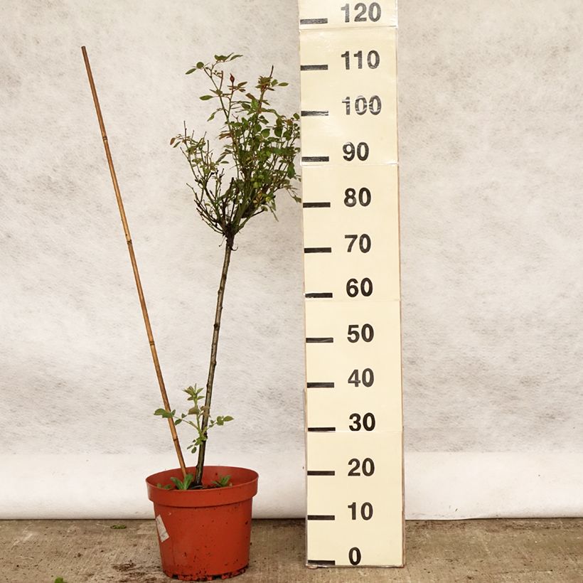 Rosa ad alberello Global Hit Vaso da 4L/5L esemplare consegnato in primavera