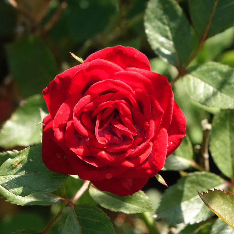 Rosa ad alberello Global Hit (Fogliame)