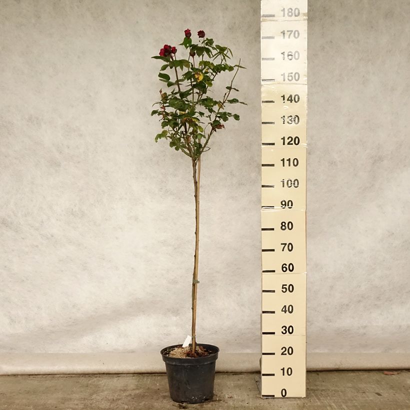 Esemplare di Rosa ad alberello Ingrid Bergman Vaso da 7,5L/10L consegnato in estate