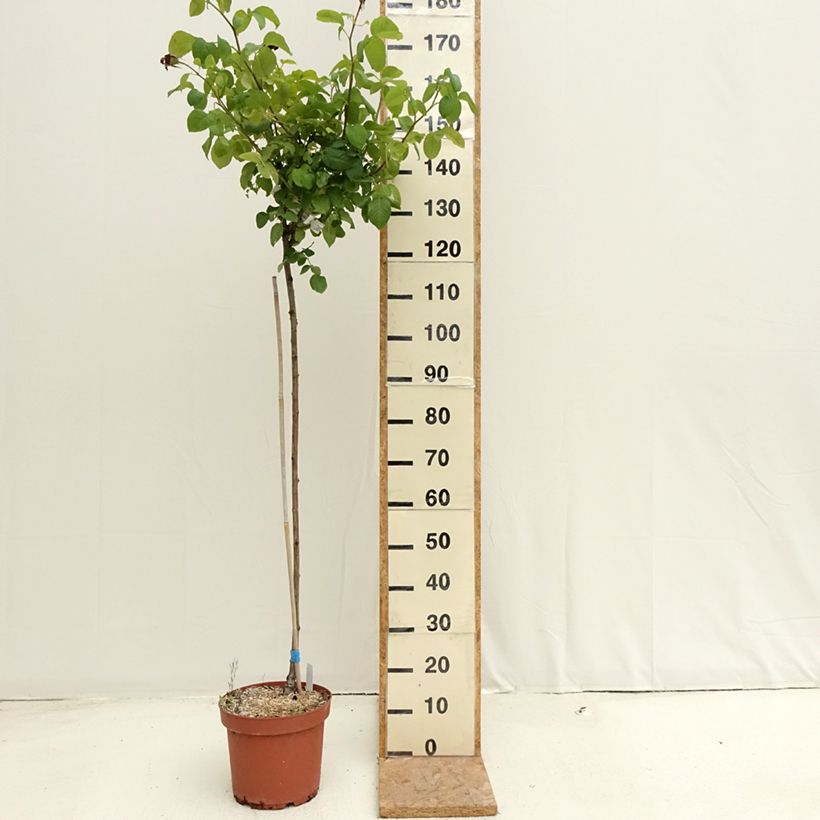 Esemplare di Rosa ad alberello Landora Vaso da 7,5L/10L consegnato in estate