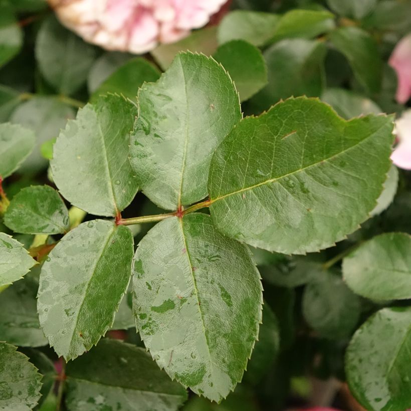 Rosa ad alberello Leonardo da Vinci 'Meideauri' (Fogliame)