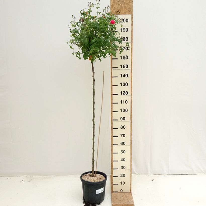Esemplare di Rosa ad alberello Magic Meillandecor Vaso da 7,5L/10L consegnato in estate