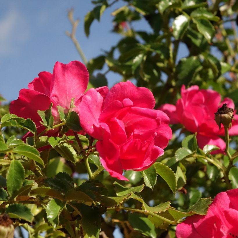 Rosa ad alberello Magic Meillandecor (Fioritura)