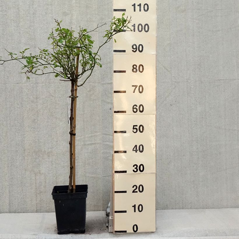 Rosa ad alberello The Fairy Vaso da 7,5L/10L esemplare consegnato in primavera