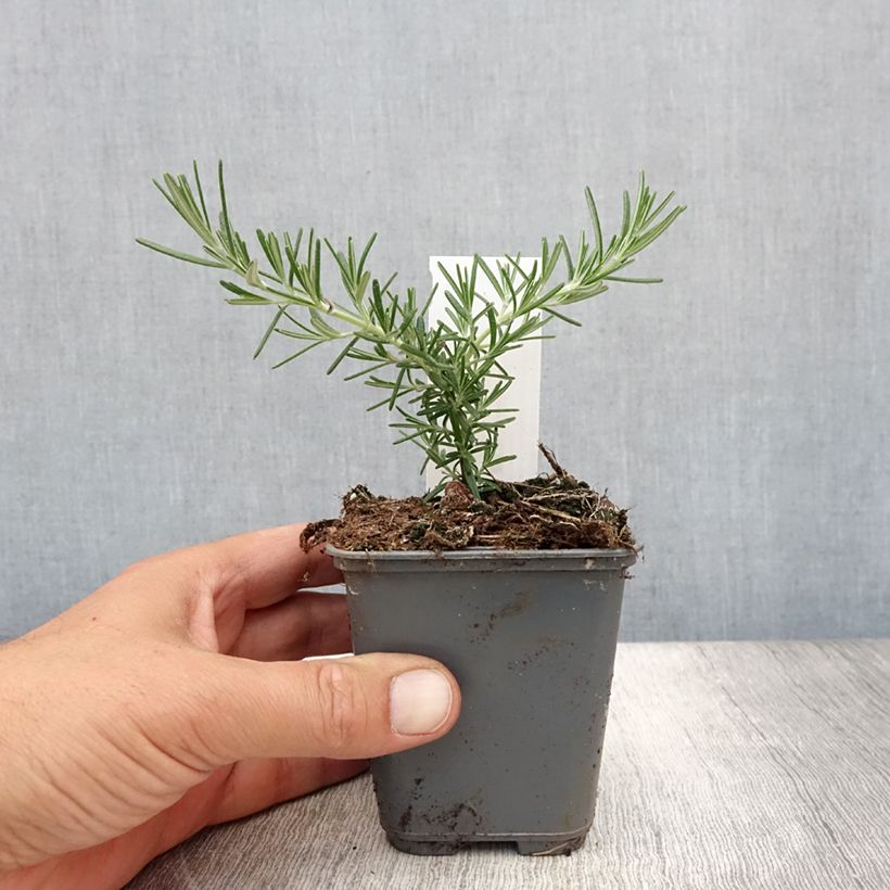 Esemplare di Rosmarinus officinalis Blue Cascade - Rosmarino Vasetto da 8/9 cm consegnato in estate