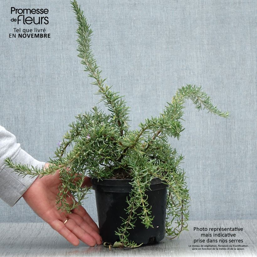 Esemplare di Rosmarinus officinalis Corsican Blue - Rosmarino Vaso da 2L/3L come consegnato in autunno