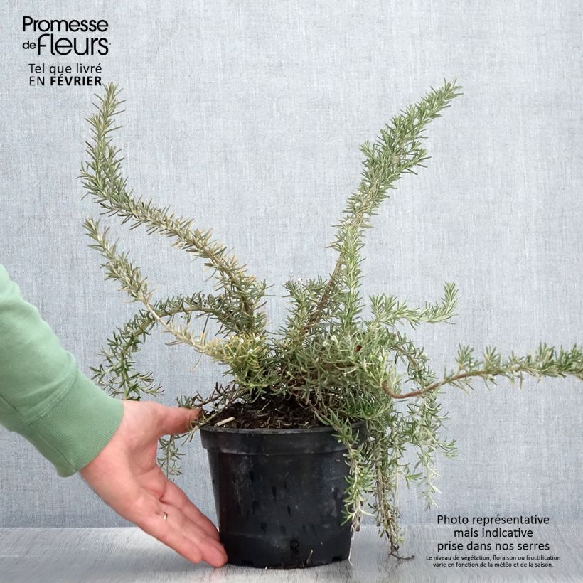 Rosmarinus officinalis Corsican Blue - Rosmarino Vaso da 2L/3L esemplare consegnato in inverno