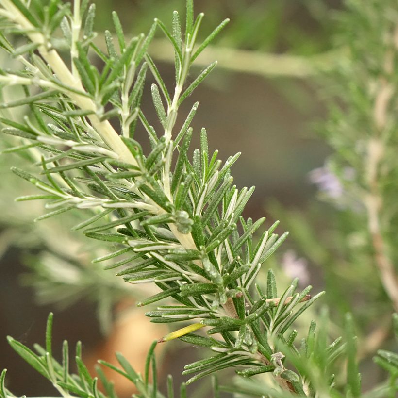 Rosmarinus officinalis Whitewater Silver - Rosmarino (Fogliame)