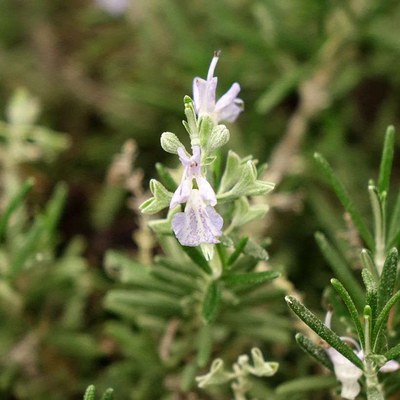 Rosmarinus officinalis Whitewater Silver - Rosmarino (Fioritura)