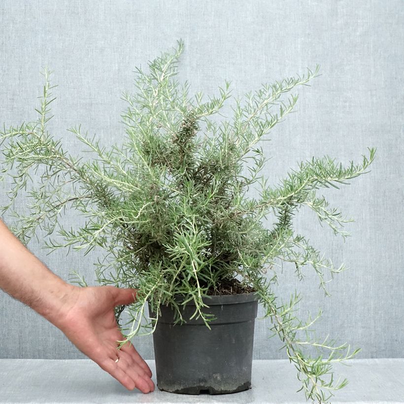 Esemplare di Rosmarinus officinalis Whitewater Silver - Rosmarino Vaso da 3L/4L consegnato in estate