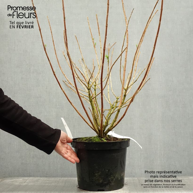 Rostrinucula dependens Happy Cascade Vaso da 7,5L/10L esemplare consegnato in inverno