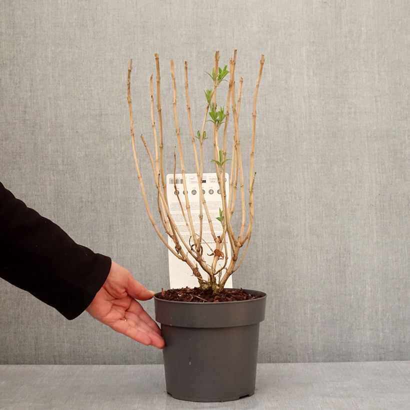 Rostrinucula dependens Vaso da 3L/4L esemplare consegnato in inverno