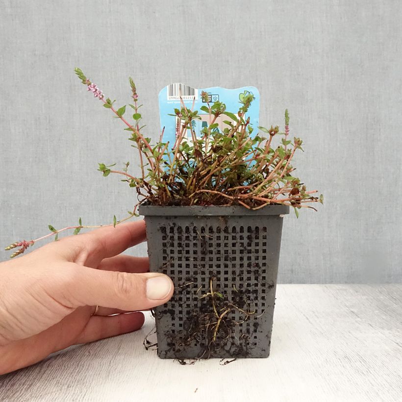 Esemplare di Rotala indica Vaso da 1L/1,5L consegnato in estate