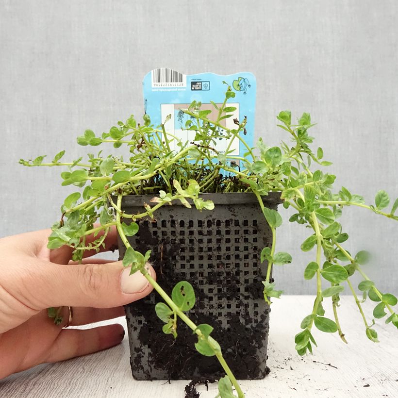Esemplare di Rotala rotundifolia Green Vaso da 1L/1,5L consegnato in estate