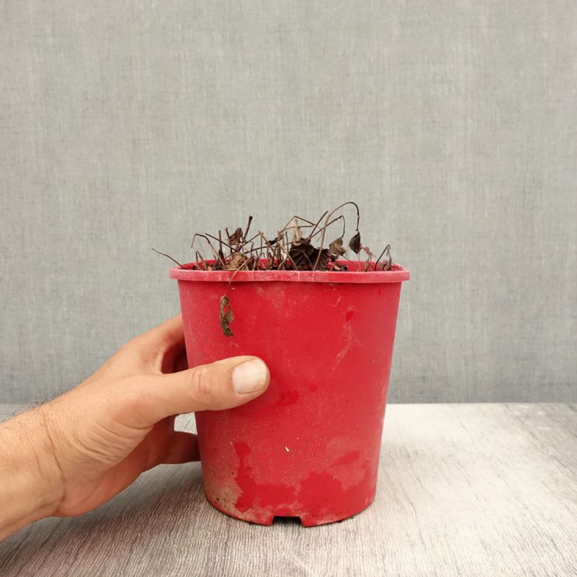 Esemplare di Rubus arcticus Beata - Lampone artico Vaso da 2L/3L come consegnato in autunno