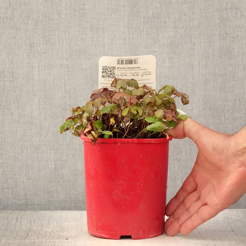 Esemplare di Rubus arcticus Beata - Lampone artico Vaso da 2L/3L consegnato in estate