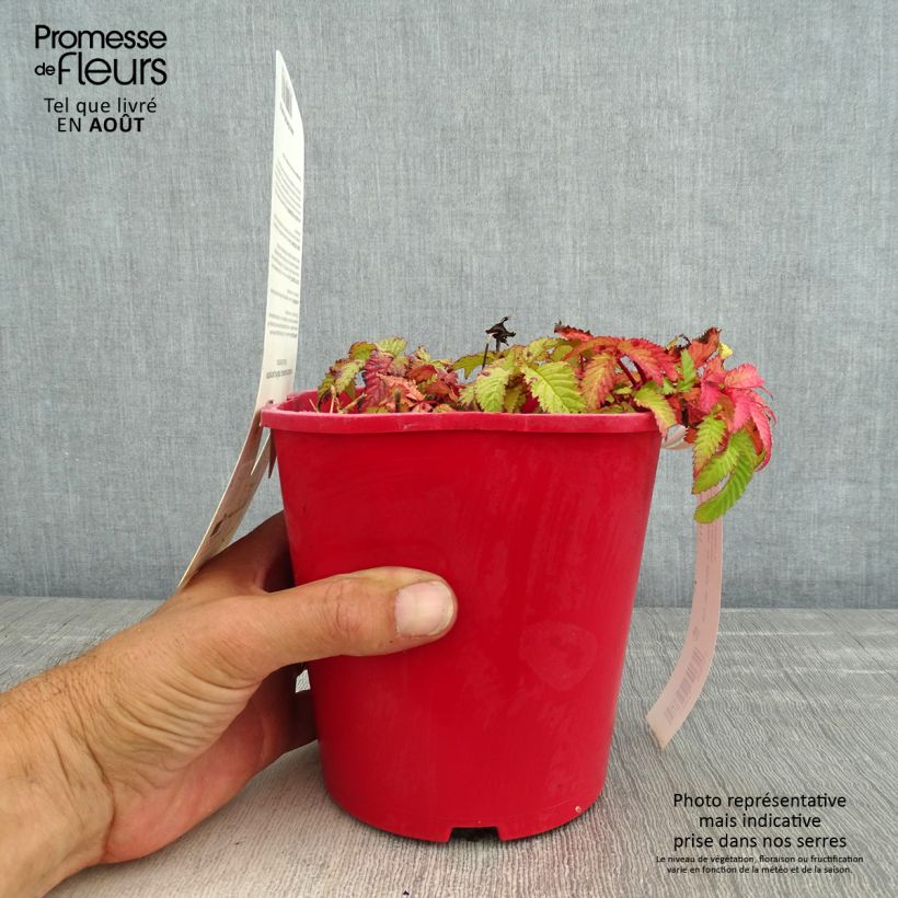 Esemplare di Lampone fragola Vaso da 2L/3L consegnato in estate
