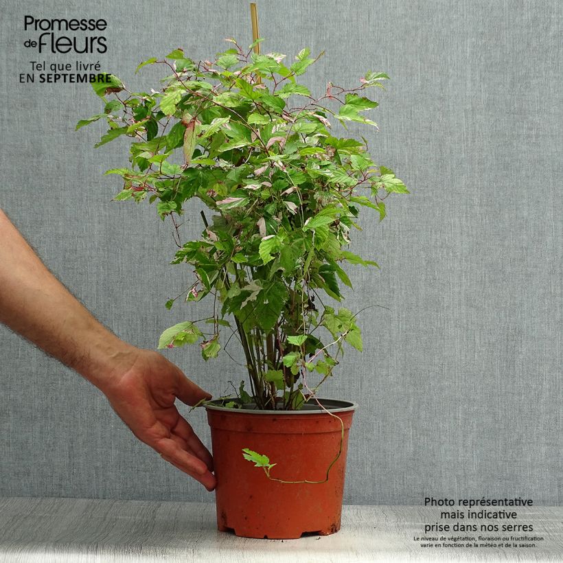 Esemplare di Rubus microphyllus Variegatus' - Rovo ornamentale Vaso da 3L/4L come consegnato in autunno