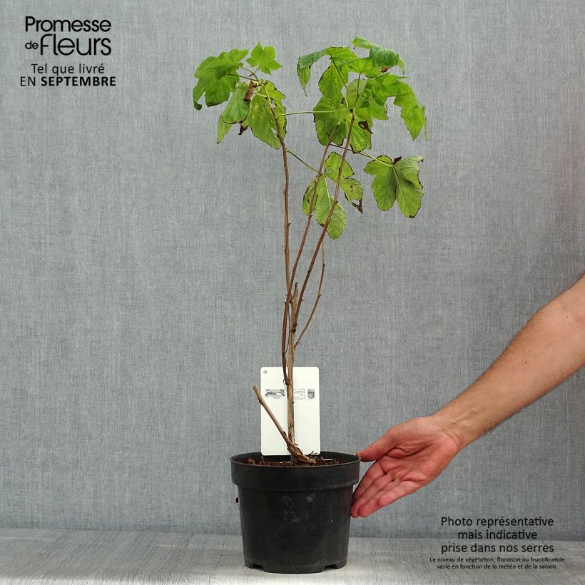 Esemplare di Rubus odoratus - Rovo odoroso Vaso da 3L/4L consegnato in estate