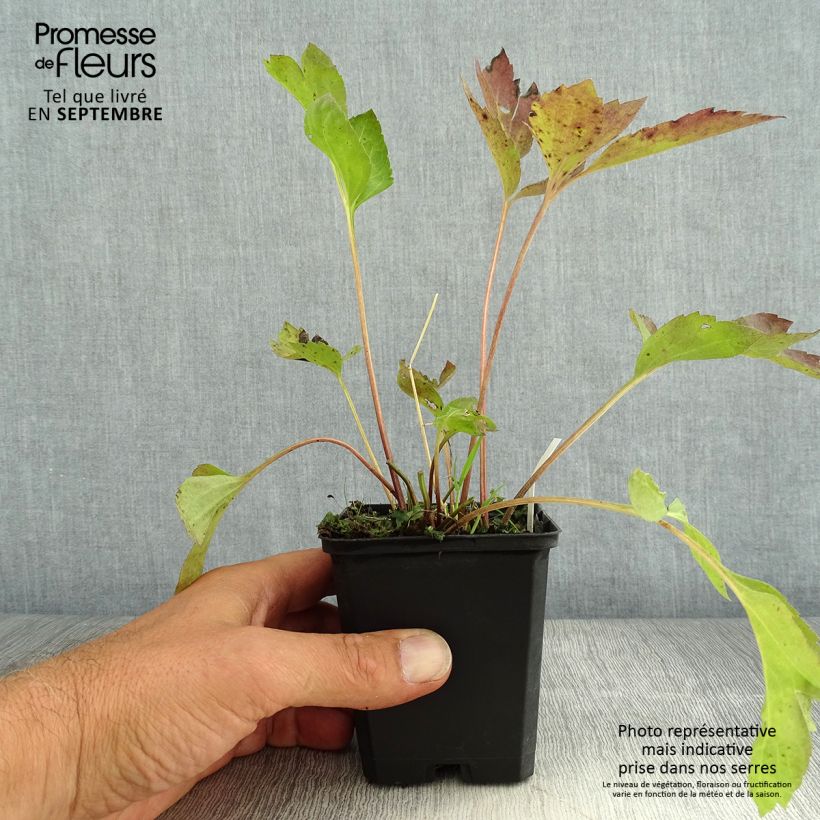Esemplare di Rudbeckia laciniata Goldquelle Vasetto da 8/9 cm consegnato in estate
