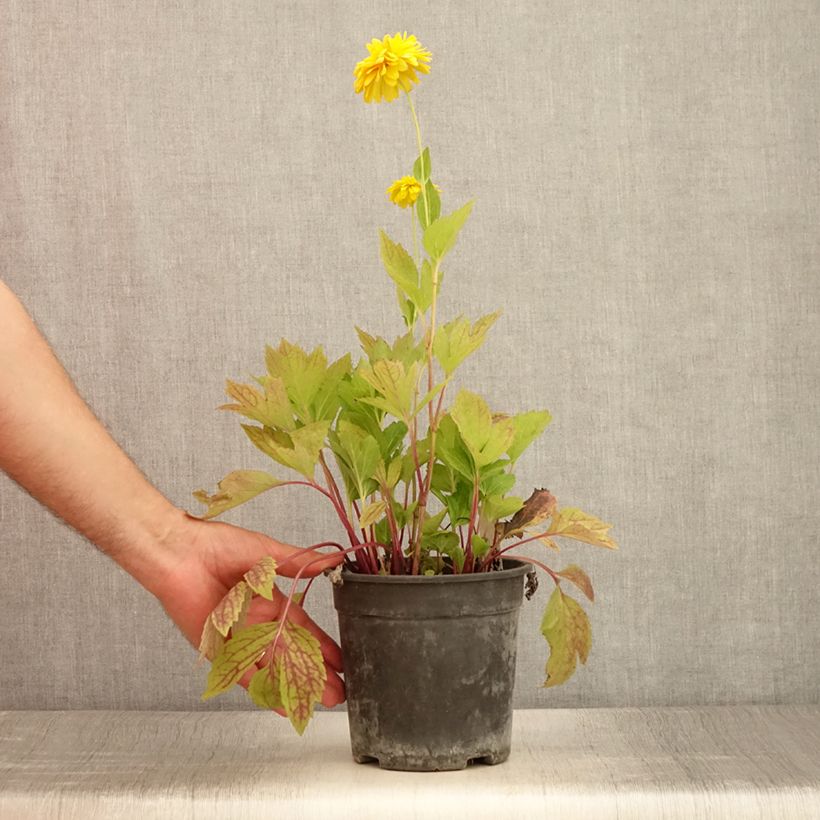Esemplare di Rudbeckia laciniata Goldquelle Vaso da 2L/3L consegnato in estate